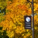 MLC Fall tree on the mall